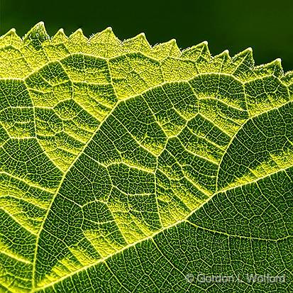 Backlit Leaf_DSCF03133-5.jpg - Photographed at Smiths Falls, Ontario, Canada.